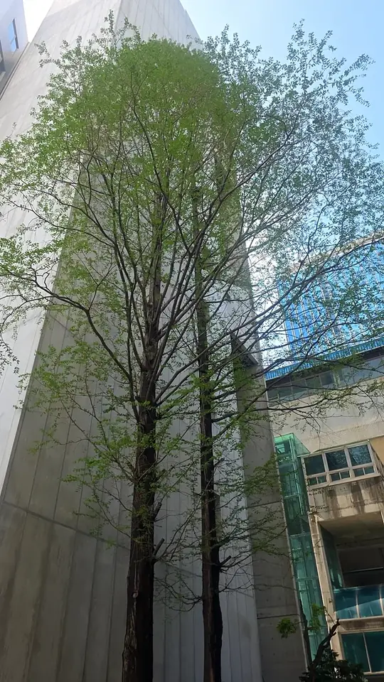 강남 은행나무전지 시공 전