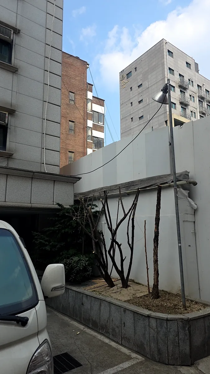 성남 공원 벚나무전지