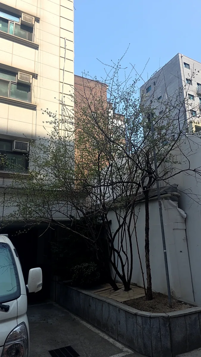 성남 벚나무전지 시공 전