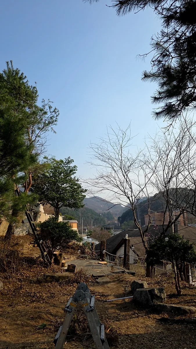 마포 아파트 메타세쿼이아전지