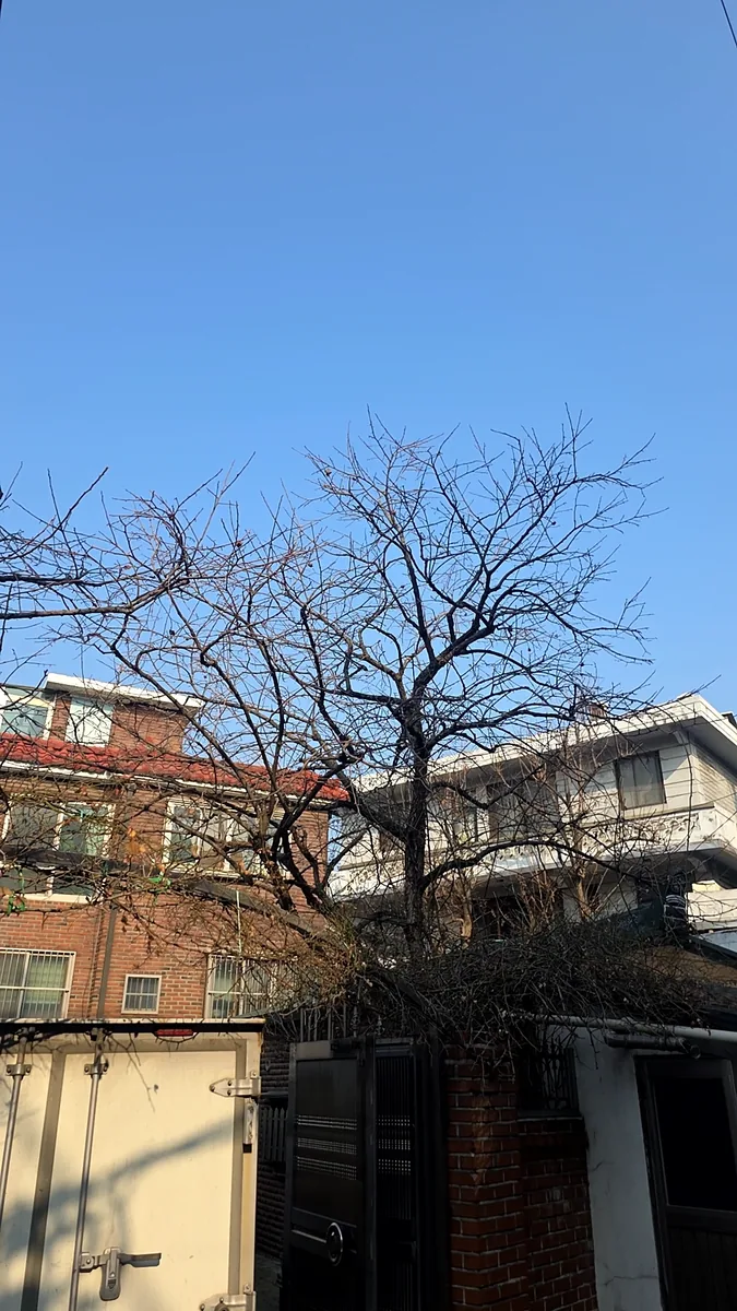 관악 대나무제거 시공 전