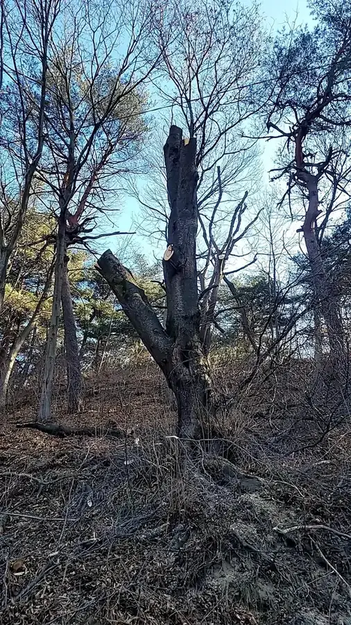강동 병원 소나무전지