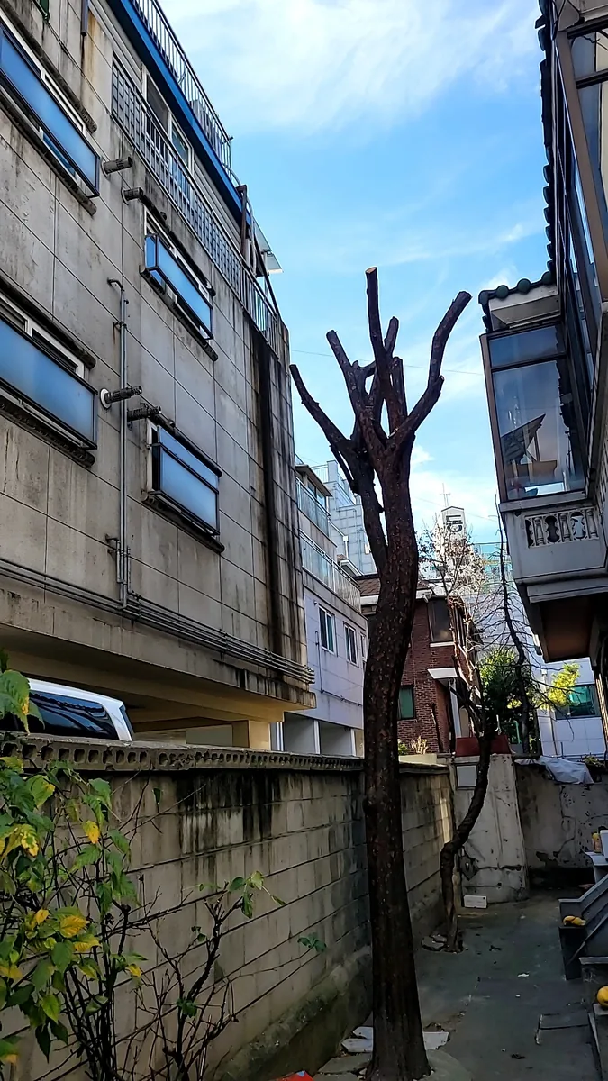 안양 관공서 수목전지 시공 후
