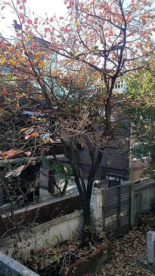 평택 향나무전지 시공 전