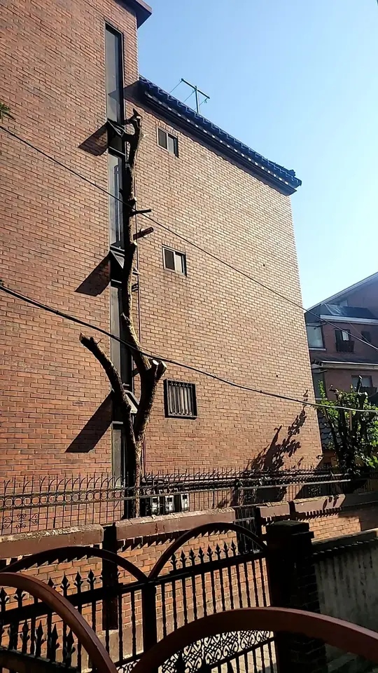 고양 자작나무전지 시공 전