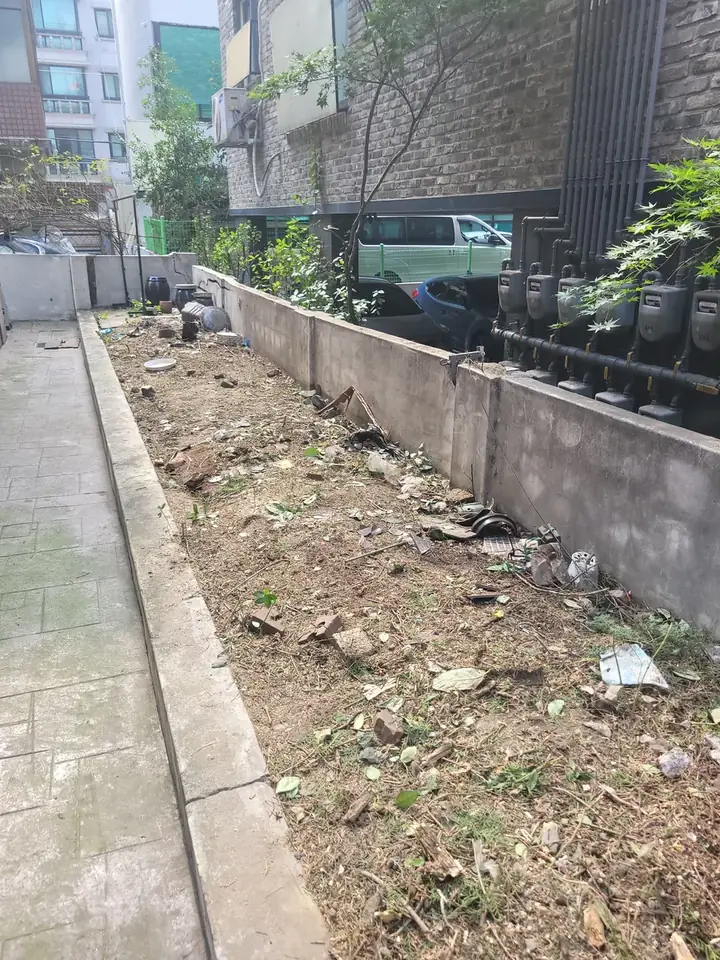 파주 학교 플라타너스전지