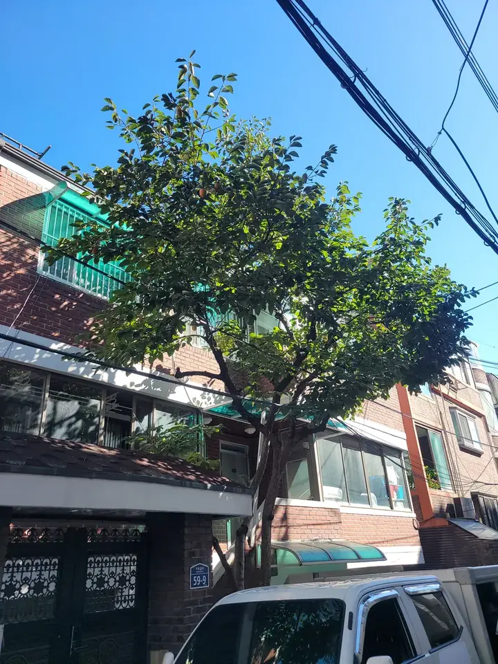 남양주 주택 배롱나무전지