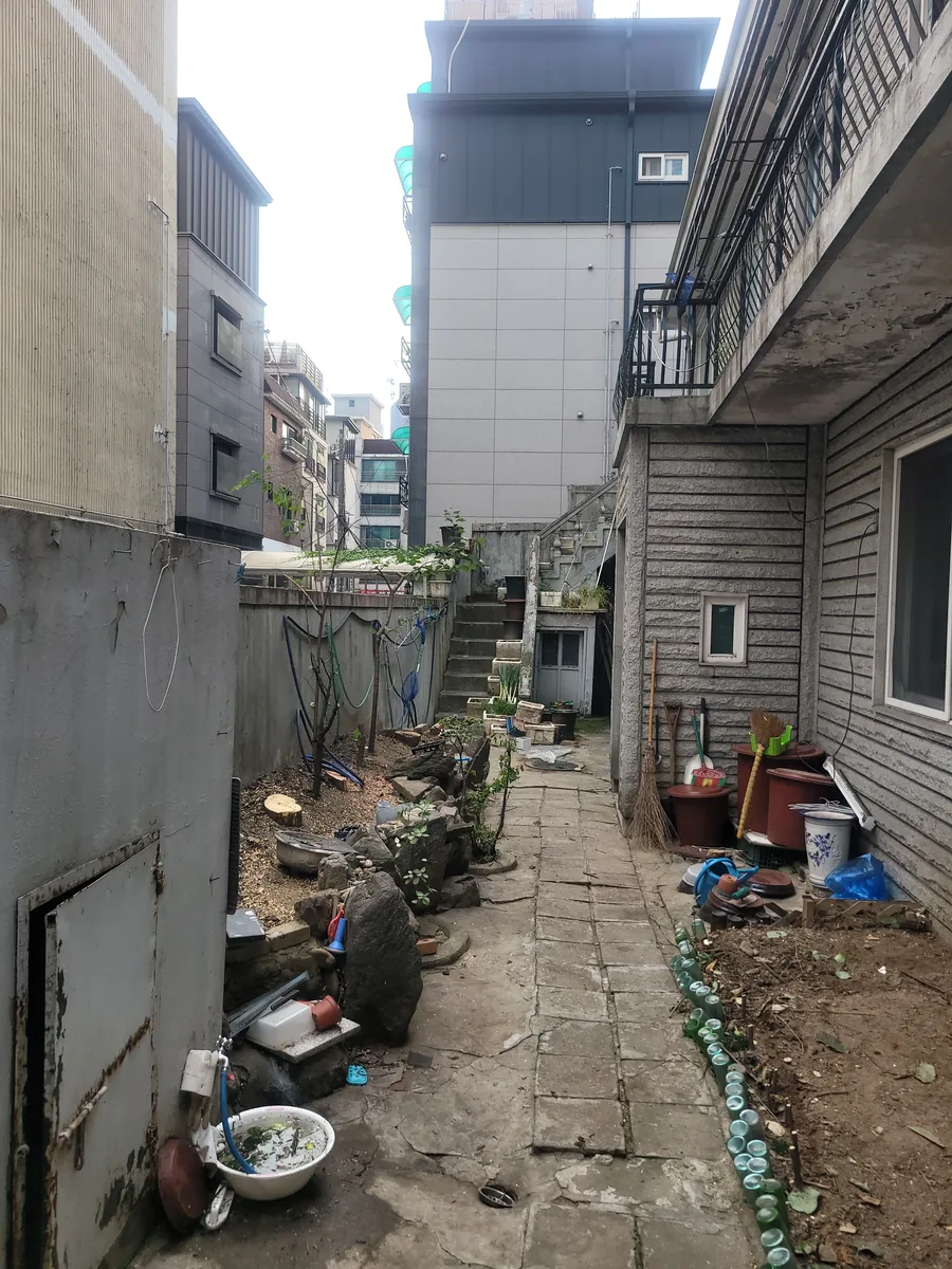 의정부 공원 벚나무전지 시공 후
